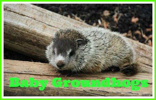 learn about baby groundhogs