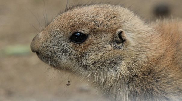 groundhog baby