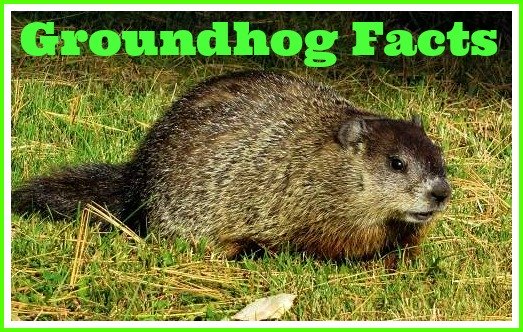 groundhog facts