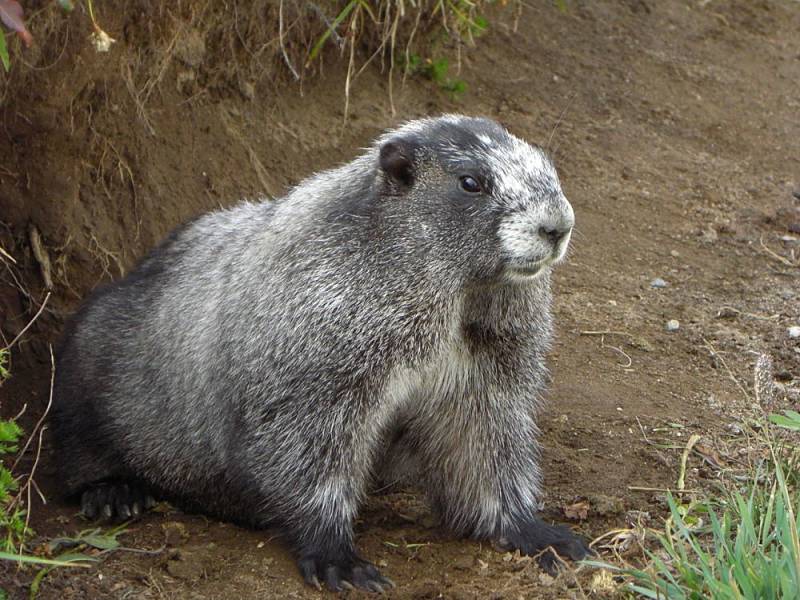 marmot