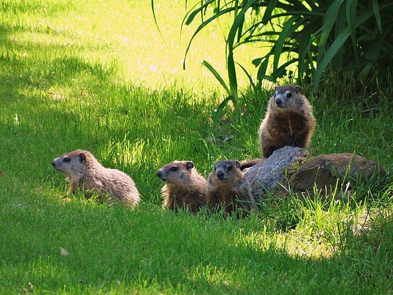 when do groundhogs have babies in ohio - Seem Real E-Zine Lightbox