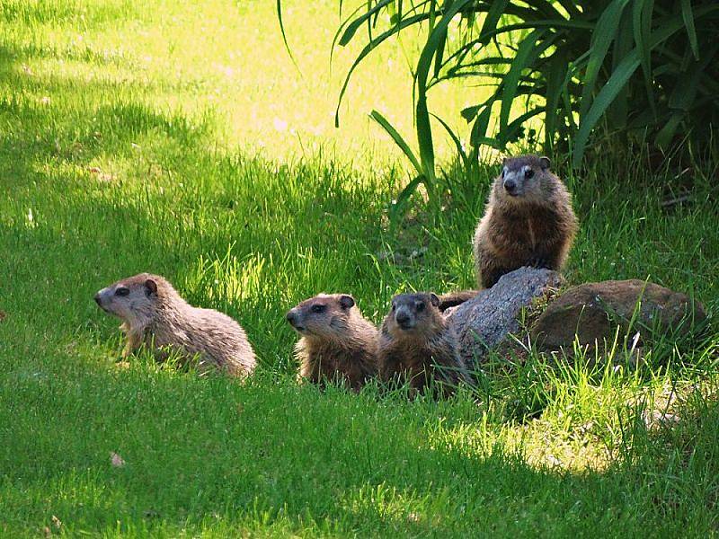 groundhog mother and babies