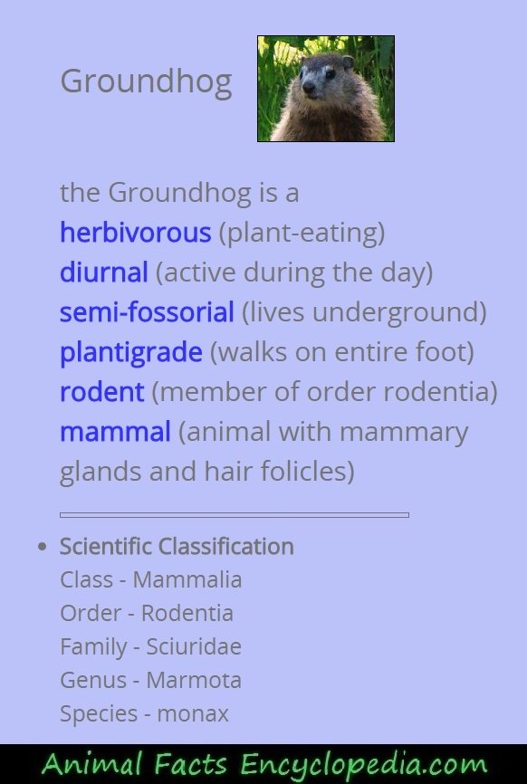 groundhog scientific description