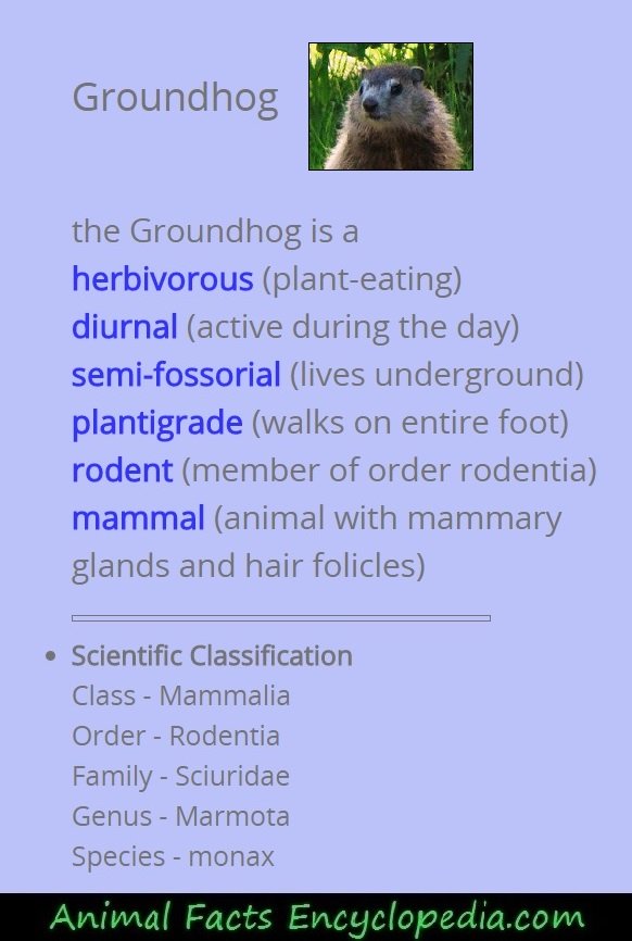 Groundhog Facts - Animal Facts Encyclopedia