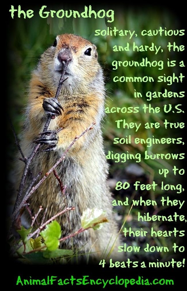 the groundhog story