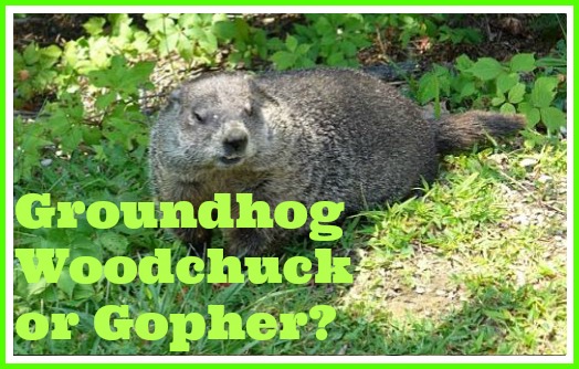 groundhog woodchuck or gopher?