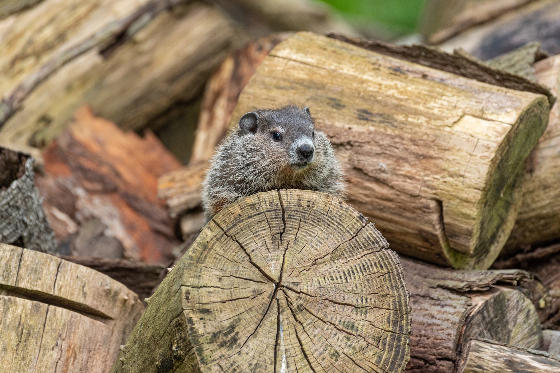 baby groundhog with flowers