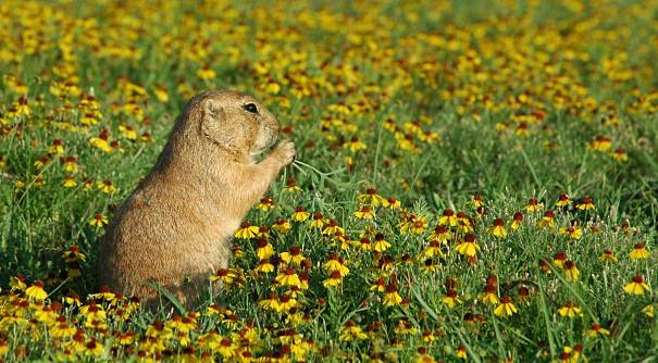 a groundhog with flowers