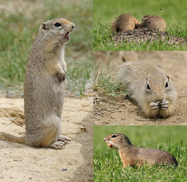 groundsquirrels