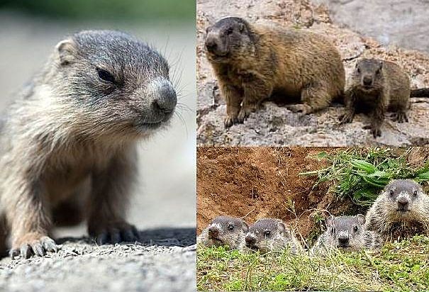 Groundhog Baby - Animal Facts Encyclopedia