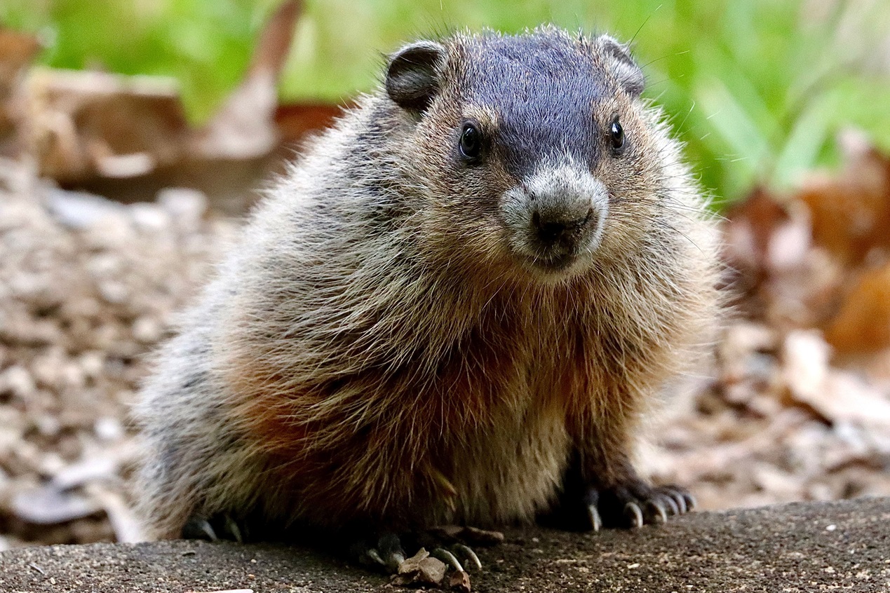 handsome groundhog handsome groundhog