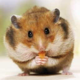 Syrian Hamster - Animal Facts Encyclopedia