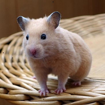 hamster thumbnail