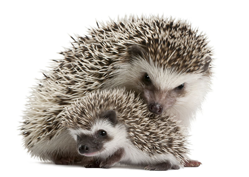 hedgehog mommy and baby