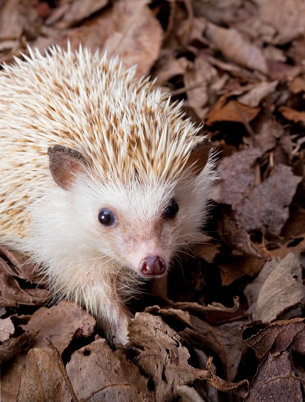 hedgehog story