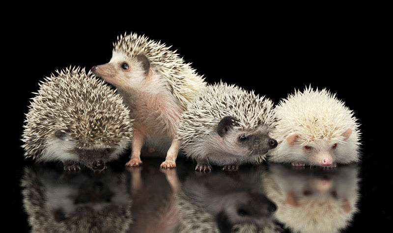 hedgehog group