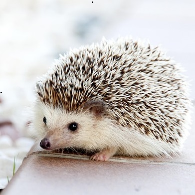 hedgehog facts