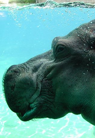 hippo portrait