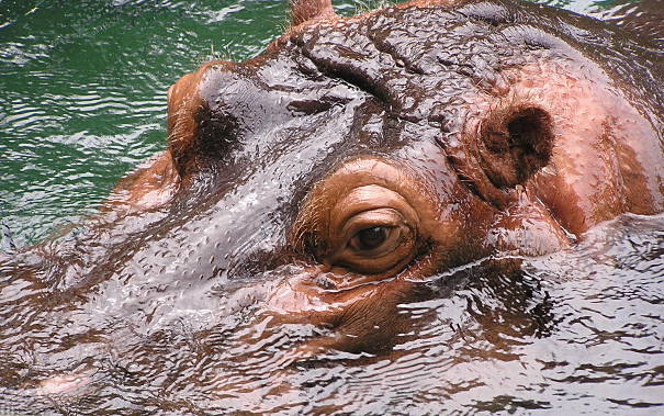 crouching hippo