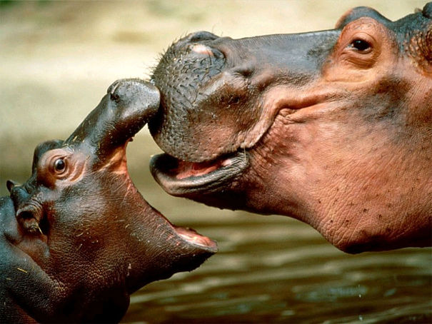 baby hippo with mother