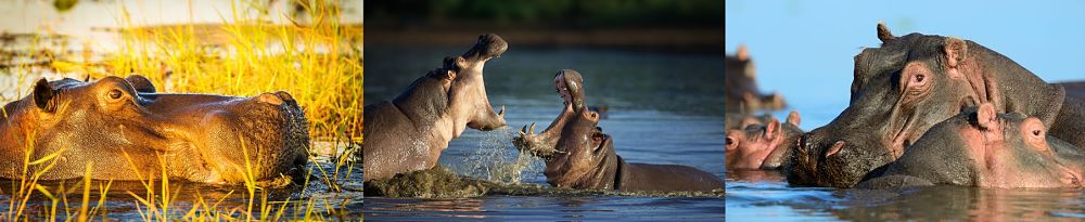 hippo life