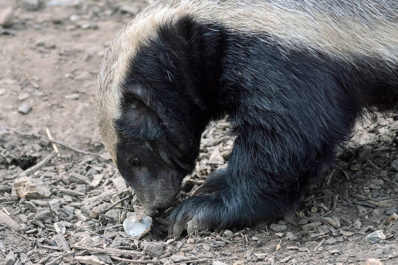 honey badger digging