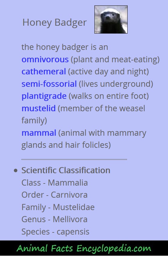 giraffe animal stats