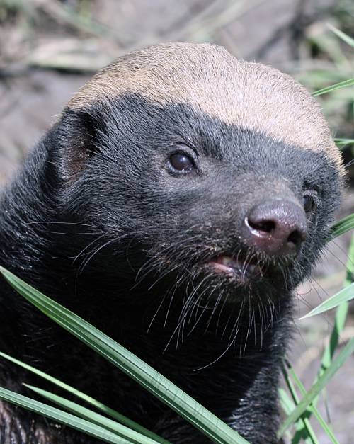 honey badger portrait