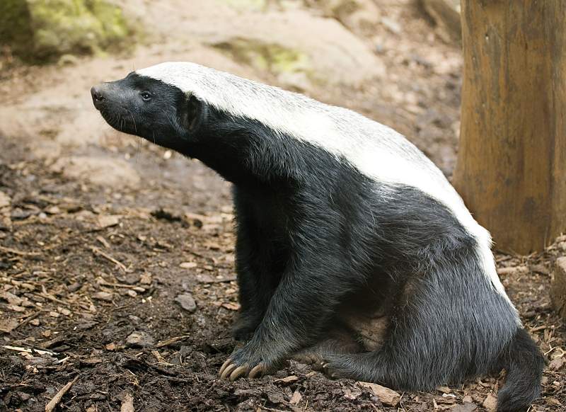 alert African honey badger