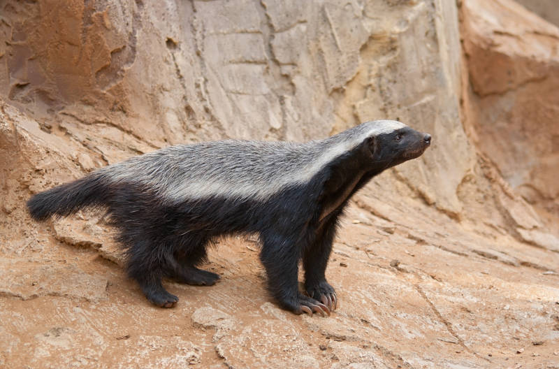 honey badger by rocks