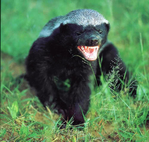 snarling honey badger