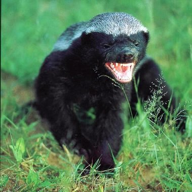 honey badger