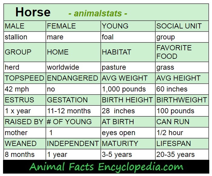 horse animal stats