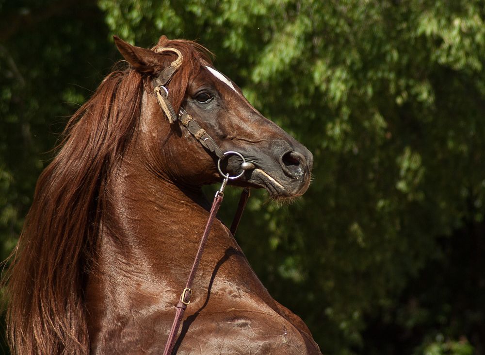 Morgan Horse