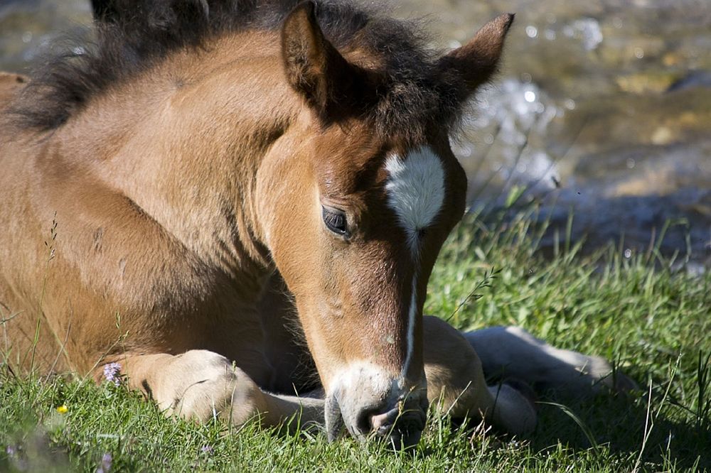 gorgeous filly