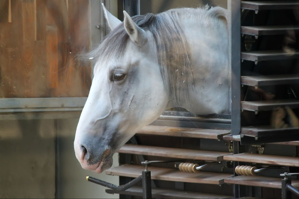 grey draft horse