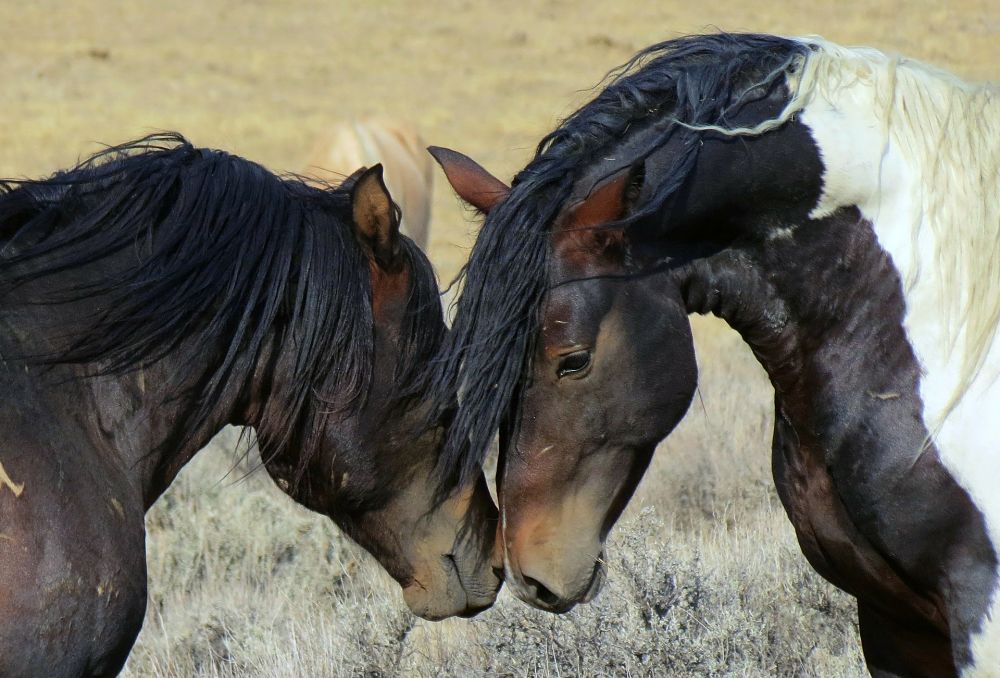 Mustang greeting