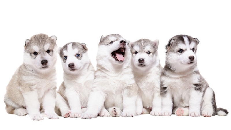 husky puppies