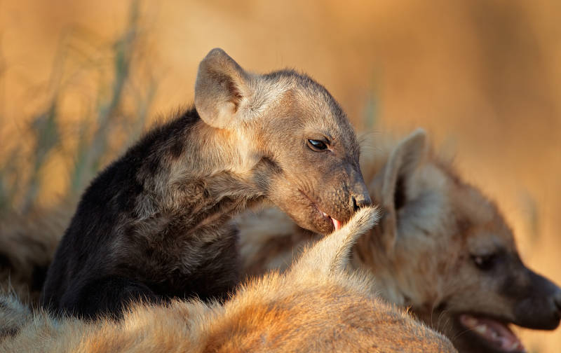 baby hyena grooming mommy hyena