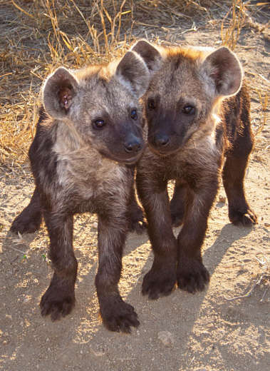 baby hyena portrait