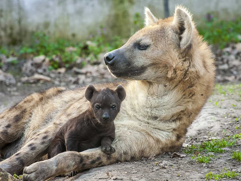 baby hyena cub