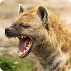 hyena facts