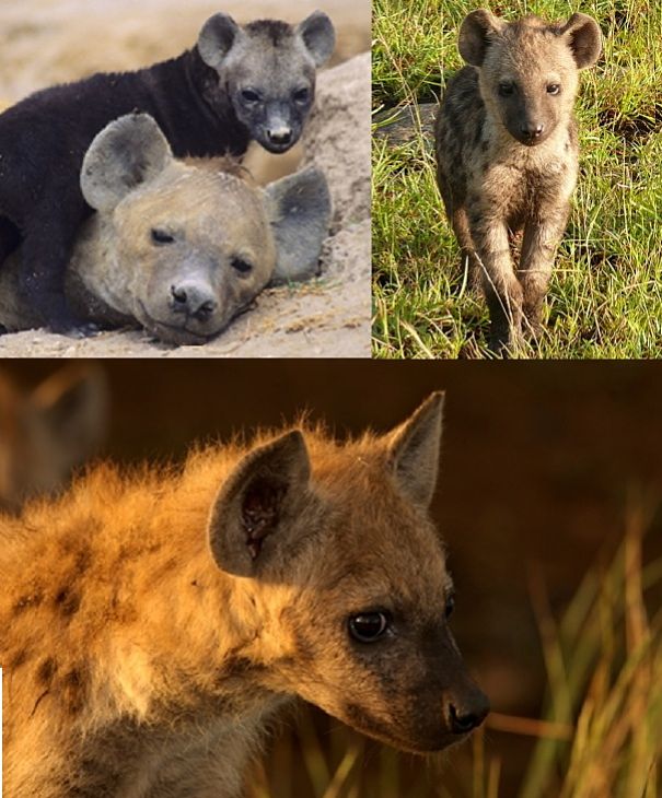 hyena mother and baby