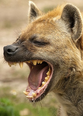 are hyenas more like dogs or cats