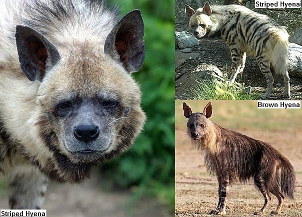 hyena species