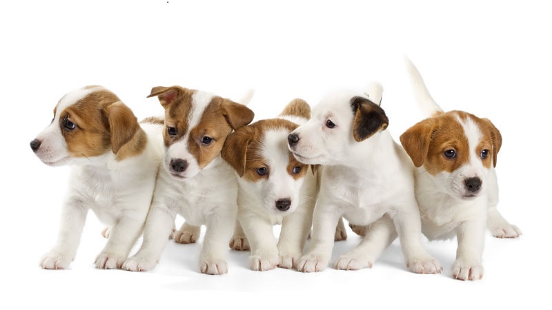 jack russell puppies