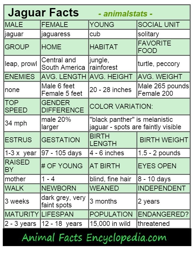 leopard animal stats