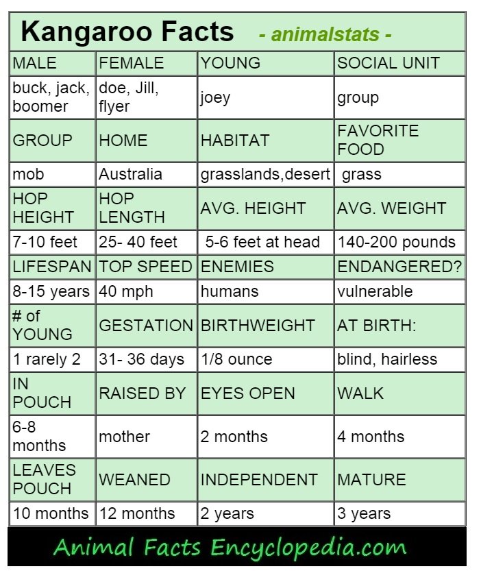 kangaroo animal-stats