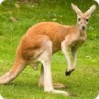 kangaroo facts