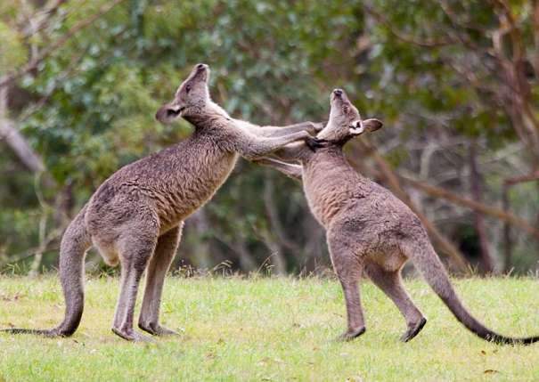 kangaroos boxing